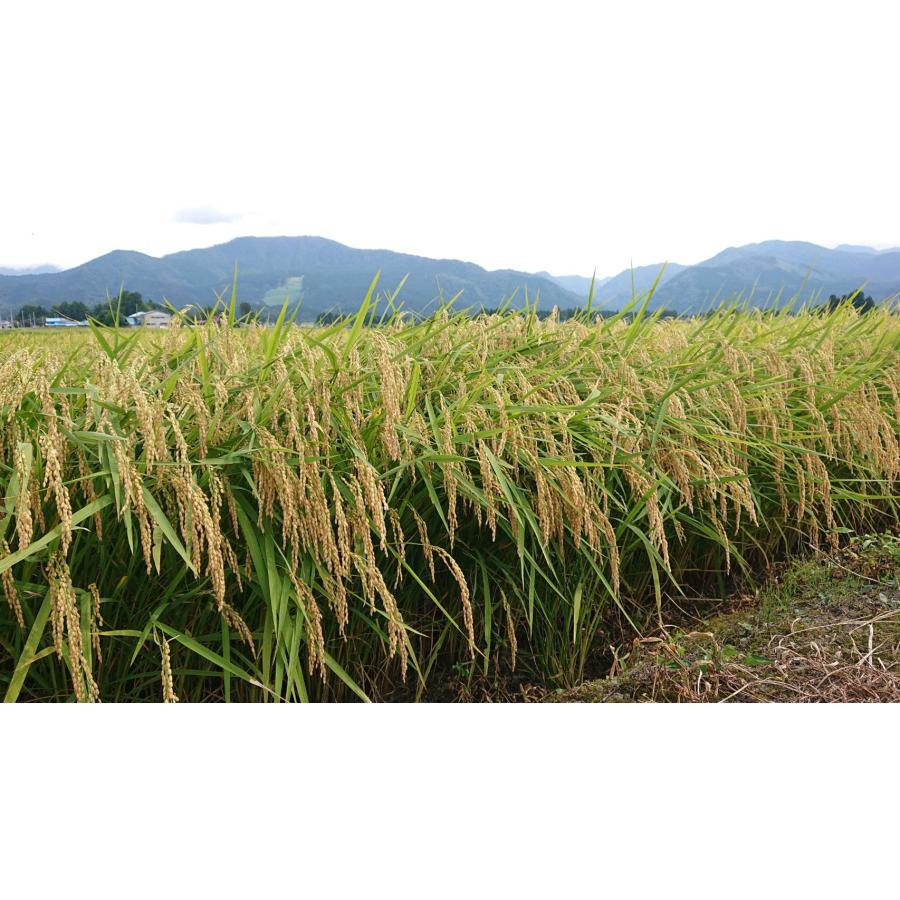 秋田県産・令和５年産・あきたこまち5Kg／低温貯蔵米　(玄米・分付き米も対応)