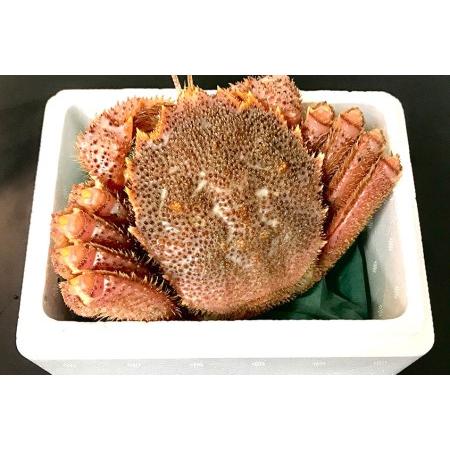 ふるさと納税 北海道産茹で毛蟹約800g×1尾[22900267] 北海道函館市