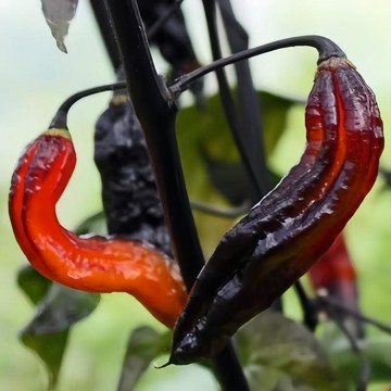 🌶️（胭脂黑色 辣椒種子）植株高度為120 CM （熱辣）庭院盆栽田園露台種植 白花 黑葉辣椒種籽