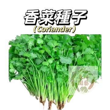 嘉義現貨（三天生香菜種子）耐熱芫荽 老品種小葉香菜種子香味更濃本地矮桿葉多香菜種子四季播種蔬菜種子#香菜類蔬菜種子