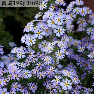 現貨 ✨【擬櫻燭花種子】✨（500粒） 懶人易種 四季開花花海Seed 清香型花草種子 撒下即活 庭院盆栽露台花卉種子