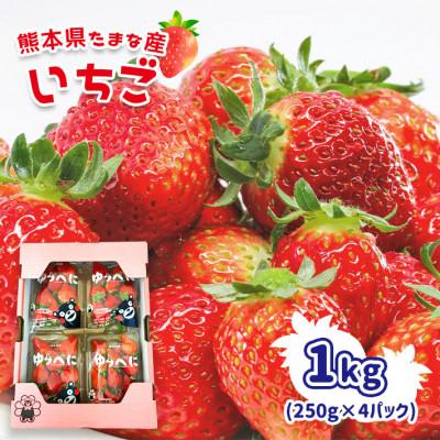 ふるさと納税 玉名市 玉名産 いちご「ゆうべに」or「恋みのり」約1kg(250g×4パック)　旬のイチゴをお届け!!