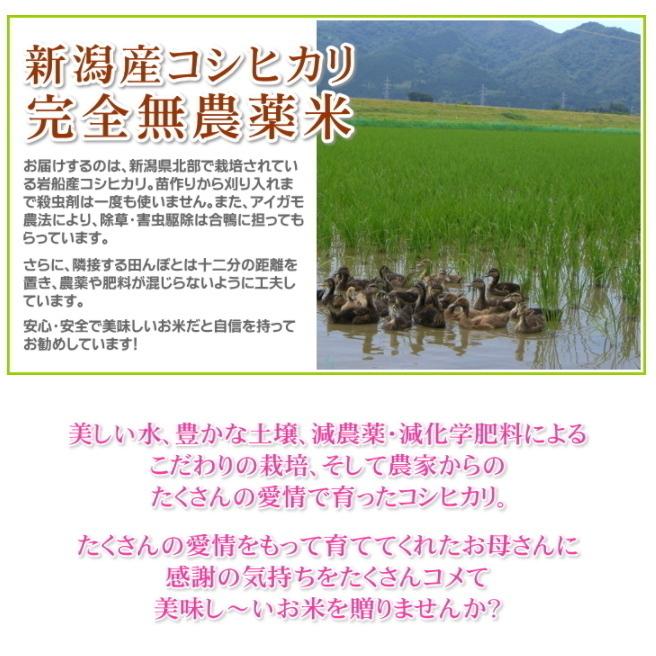 母の日 プレゼント お米 5kg 農薬不使用 希少米コシヒカリ 無洗米 メッセージカード付き 新潟米 産地直送 人気 おしゃれ お祝い 母 送料無料