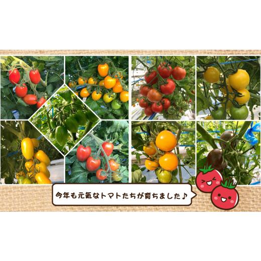 ふるさと納税 熊本県 玉名市 サザキ農園　ミニトマト彩りセット（ミックス）　2kg×4回
