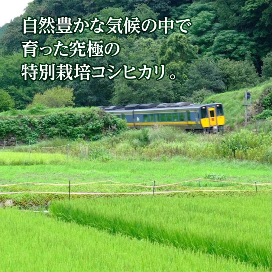 新米 令和5年産 特別栽培米 コシヒカリ 源流そだち 鳥取県産 5kg 米 お米 白米 R5