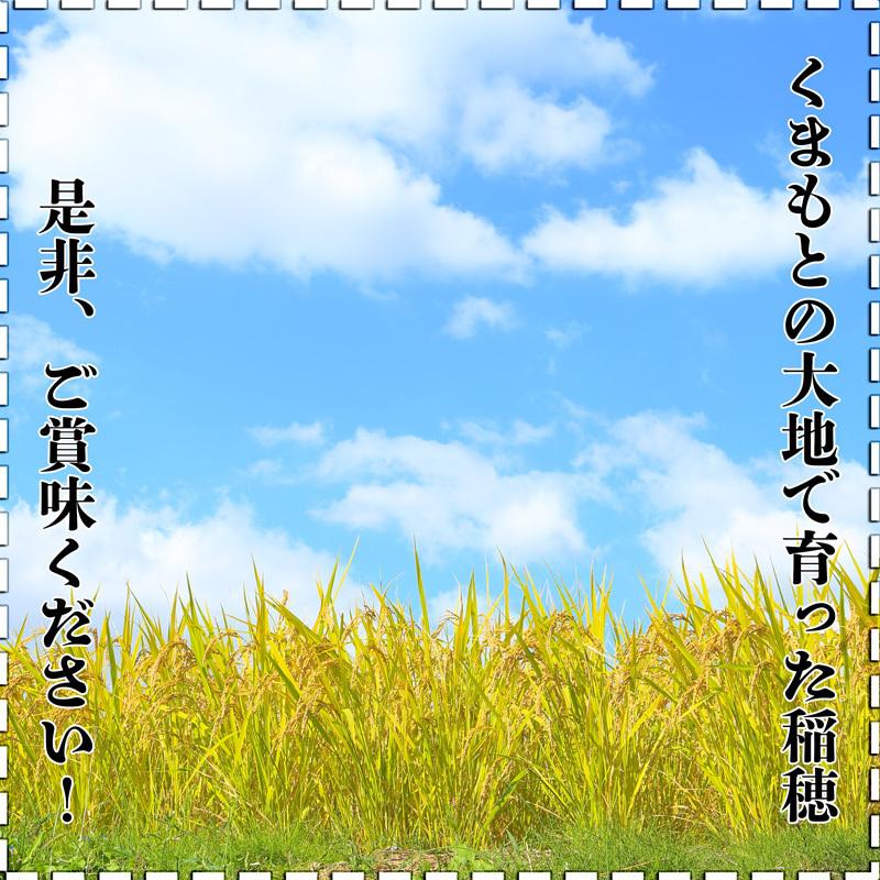 お米 米 10kg 白米 熊本県産 くまさんの輝き あすつく 新米 令和5年産 5kg2個 くまモン くまもとのお米 富田商店 とみた商店