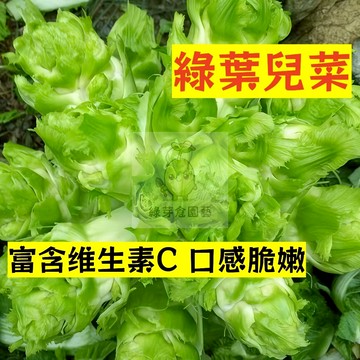 🌱早熟高產（綠葉兒菜種子EC-1）口感脆嫩 清甜鲜香‌ 易生長 卷心菜種子 抗病抗旱易種植 高產爬藤蔬菜種子#葉菜類