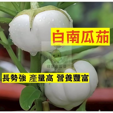 🌱高產早熟（白南瓜茄子種子） 高水分 低熱量 易種植 營養豐富 抗病 高產 種子 農家庭院種植 #食用蔬菜種子