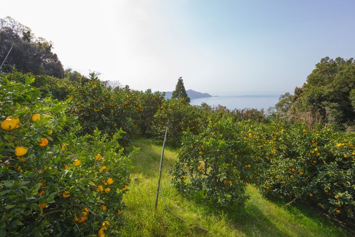 愛媛県産 はるみ 贈答用 4.5kg みかん 柑橘 ギフト ※2024年1月中旬～2月上旬頃に順次発送予定