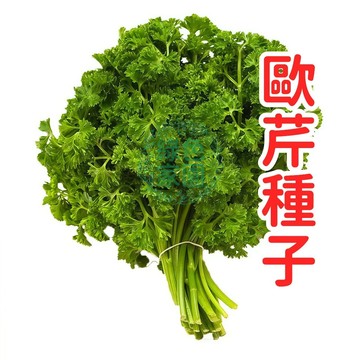 歐芹種子 義大利香芹 法香 巴西利 西餐香料 盆栽 陽台種植 食用蔬菜 家庭菜園  平價 新鮮種子 四季可播 高發芽率