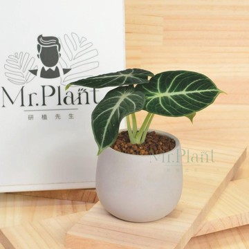 【拈花x研植】黑絲觀音蓮│3.5吋水泥盆│窗邊植物│新手植物│淨化空氣│招財植物│觀葉植物│質感盆栽