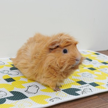 天竺鼠透氣地墊