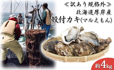 訳あり 牡蠣 北海道厚岸産 殻付カキ 約4kg (25から50個) カキナイフ付 生食