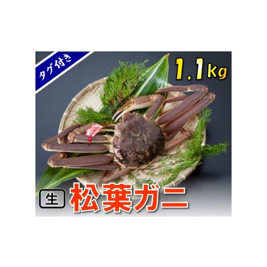 ふるさと納税 鳥取県 鳥取市 1129 タグ付き生松葉ガニ(特特大1,100ｇ)