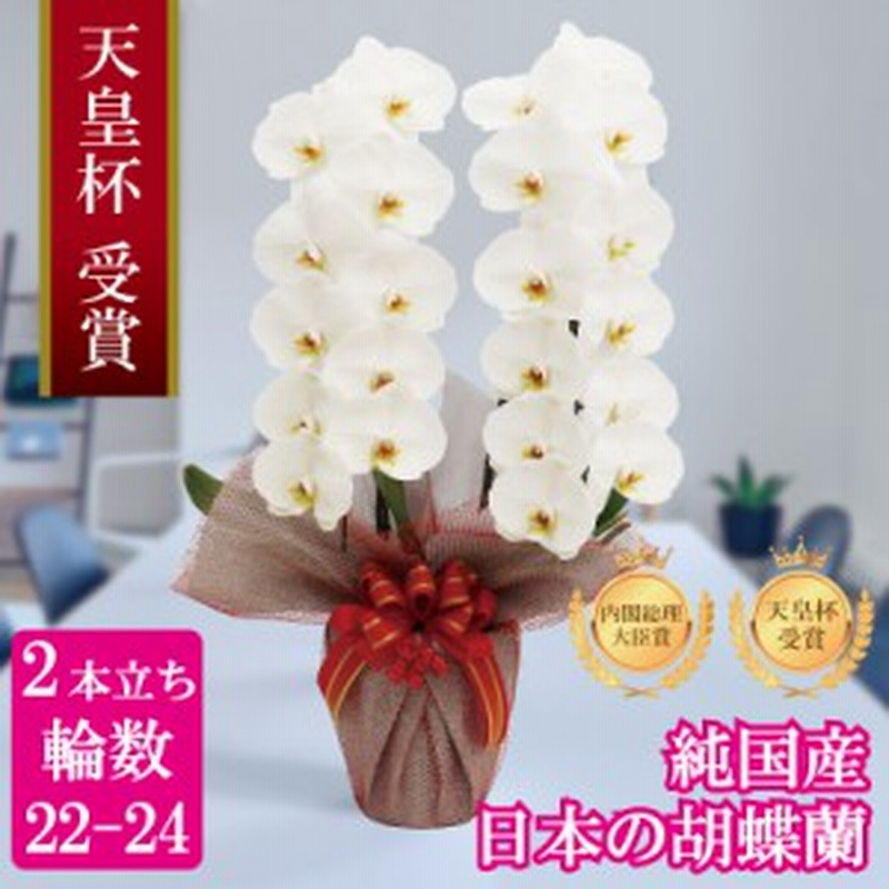 胡蝶蘭 花持ち長い 純国産 大輪2本立ち 22輪 白 淡いピンク ピンク 白赤 産地直送 お祝い プレゼント 花 ギフト 贈り物 お供え お誕生 通販 Lineポイント最大1 0 Get Lineショッピング