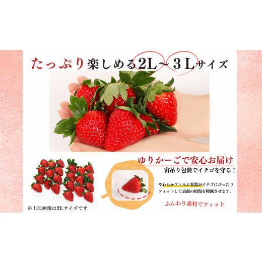 ふるさと納税 奈良県 平群町 いちご 平群の古都華 2L 〜 3L サイズ （2パック×2回）計4パック 扇田農園