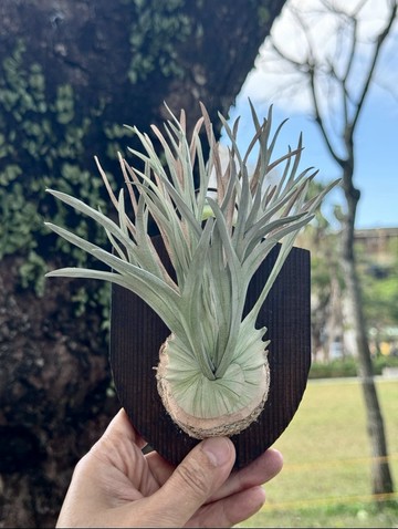 皮革製 P. veitchii Auburn River 澳銀鹿角蕨-送禮/收藏