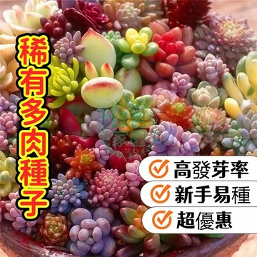 當季熱銷 絕版稀有 多肉種子混種 仙人掌/生石花/夢幻羅西瑪 室內盆栽 綠窗陽台首選 療癒小物 超優惠