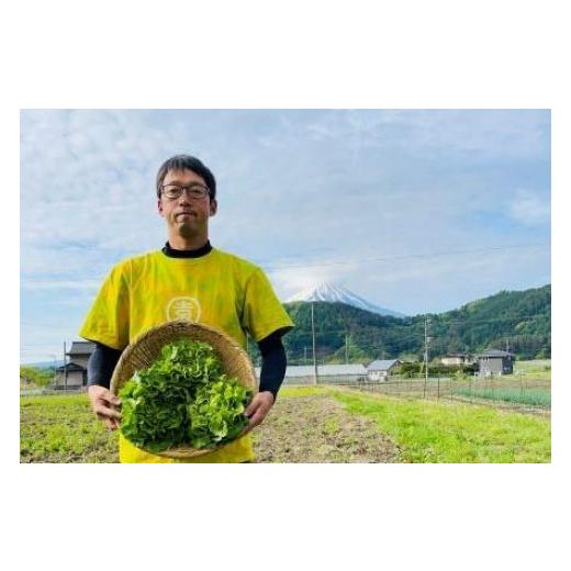 ふるさと納税 山梨県 富士河口湖町 富士山の土がついている河口湖レタス８玉☆