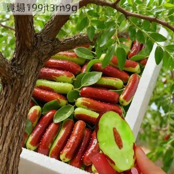 現貨 長棗種子（100粒）四季高產 盆栽庭院水果種子 特大沾化冬棗矮化盆栽庭院地栽種植果樹種子