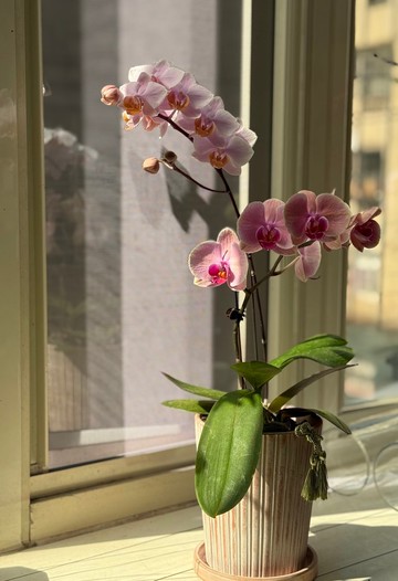 兩株粉色蘭花植栽_單一現貨 無法客製