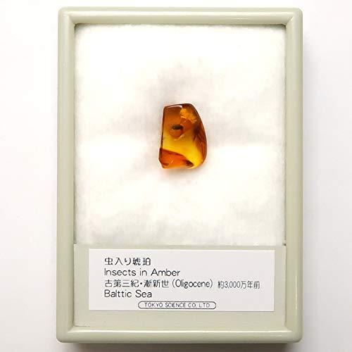 SCIENCE Baltic Amber「虫入り琥珀（Insects in Amber）約7-12mm バルト海 アンバー(樹脂の化石) 産地：