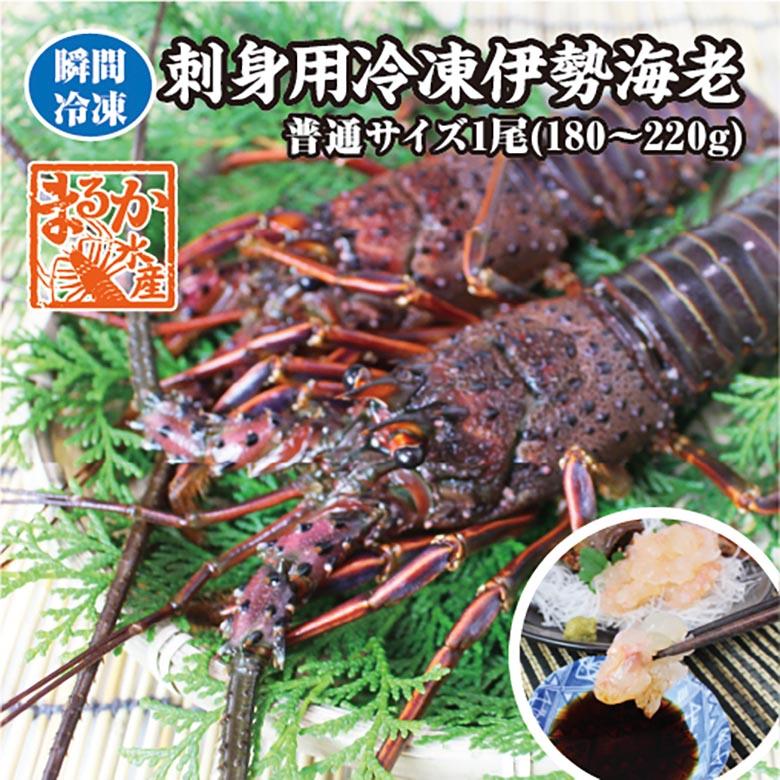 刺身用伊勢海老　活〆　180ｇ〜220ｇ　１尾　中サイズ　[凍眠冷凍伊勢海老]