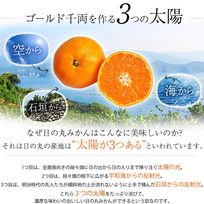 高級みかん 愛媛県産 ゴールド千両 日の丸みかん 特秀品 約5kg M〜Lサイズ 40〜50個 JA西宇和協賛