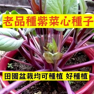 🌱【現貨-隔日到店】老品種紫菜心種子CX-2 割完就長 新鮮甜脆 菜籽 菜薹 抗病性強 四季田園庭院盆栽蔬菜種子