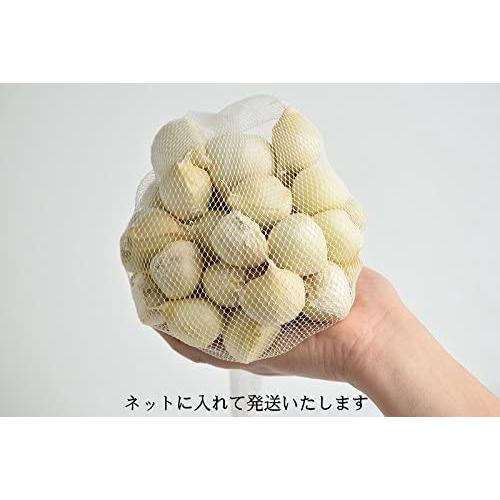 にんにく 青森県産 バラ グルメ通り SHOP 皮剥げも有り 500g 津軽にんにく