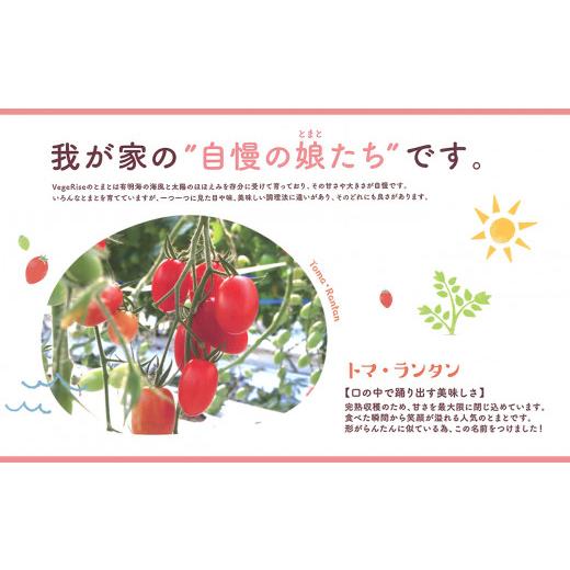 ふるさと納税 熊本県 玉名市 玉名市産ミニトマト「トマ・ランタン」 3kg（1.5kg×2箱）