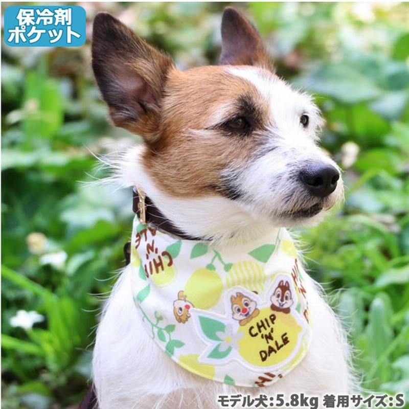 犬 猫 バンダナ ディズニー 夏 夏用 クール クールバンダナ 保冷剤付き ひんやり 小型犬 超小型犬 暑さ対策 チップとデール 小型犬 メール便可 通販 Lineポイント最大0 5 Get Lineショッピング