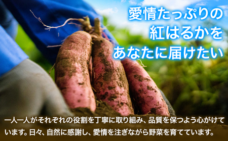 熊本県 大津町産 あまべに姫 (紅はるか) 約5kg ガブレス《60日以内に順次出荷(土日祝除く)》さつまいも 芋 紫芋 高糖度