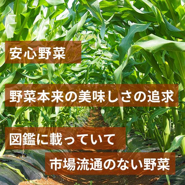 朝採り三浦野菜セット（7種類）