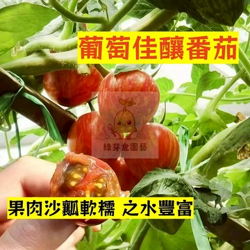 🌱早熟高產 葡萄佳釀番茄種子FQ-84 果肉沙瓤 汁水豐富 抗病性强 易生長  抗病抗旱易種植 高產爬藤蔬菜種子