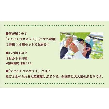 ふるさと納税 岡山県備前市産　樹上完熟「シャインマスカット」（ハウス栽培）1房箱×6箱セット 岡山県備前市