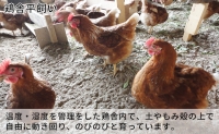 北海道 豊浦 おふけしの平飼い卵 48個