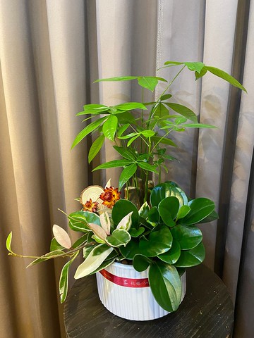 實用綠植組盆 佈置空間或送禮心意皆適宜