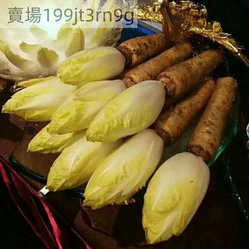 🥬【金玉蘭菜種子】🥬現貨新種 一年四季多年生軟化菊苣種子 紫玉蘭菜種子 可水培可土培 陽臺盆栽白玉蘭菜易活耐寒蔬菜種籽
