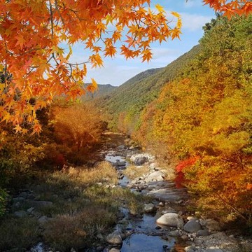 秋季出發~清易賞楓趣~(不進人蔘、護肝、土產)繽紛愛寶、俗離山賞楓、塗鴉秀、法住寺、松島水上計程車、景福宮、稻花農夫體驗、森林系網紅咖啡廳五日
