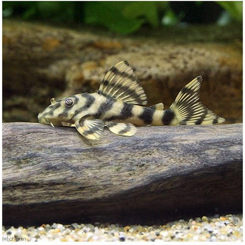 熱帯魚 シングーブロードバンド タイガープレコ ワイルド １匹 北海道航空便要保温 沖縄別途送料 通販 Lineポイント最大0 5 Get Lineショッピング