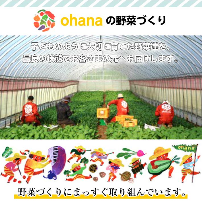 九州産有機野菜8種詰め合わせ　セット ohana本舗 オーガニック 有機JAS認定 九州 有機 野菜 安心安全 個包装（北海道・沖縄別途送料）