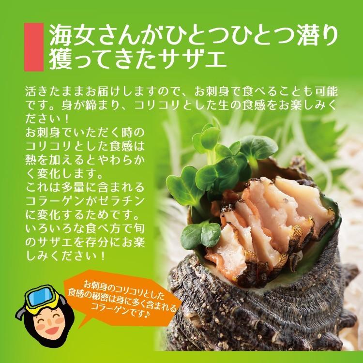 お歳暮 海鮮 BBQセット バーベキューセット 日本海産 天然活さざえ ２kg 14〜26個 ガンガン焼き にもオススメ♪