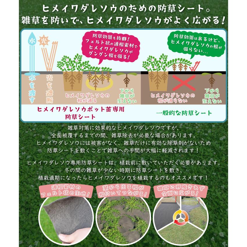 ヒメイワダレソウ ポット苗 専用防草シート(2m×5m)U字ピン30本付 (透水性通根シート) ヒメイワダレソウ クラピア リピア 姫岩垂草 雑草対策