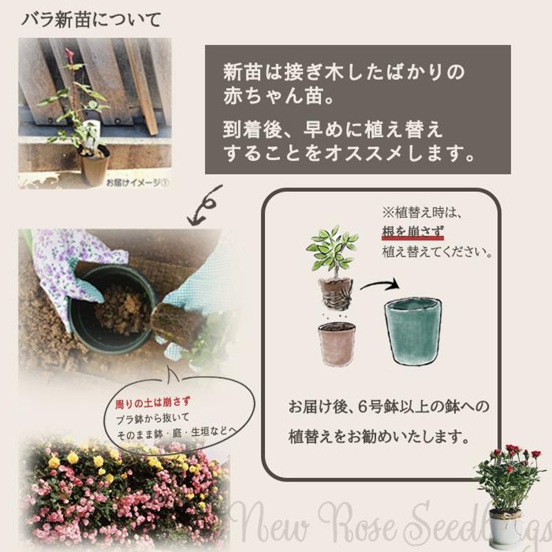 バラ苗 ブルーグラビティ 接木大苗 強健 ４号鉢 薔薇 苗 - インテリア小物