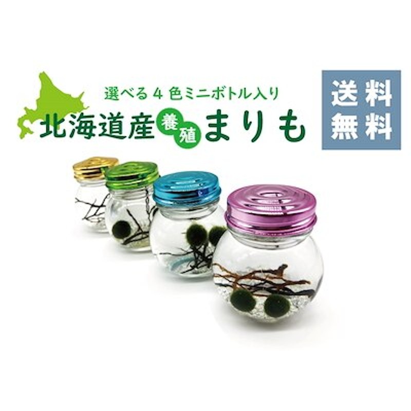 北海道産瓶入り養殖まりも2個入り マリモ アクアリウム 飼育 通販 Lineポイント最大1 0 Get Lineショッピング