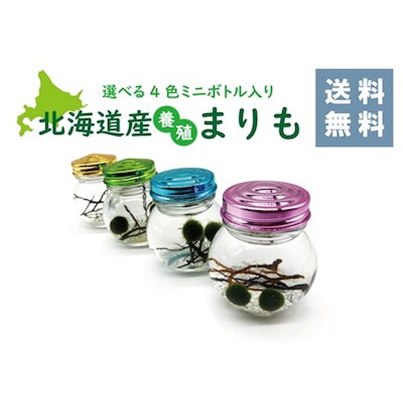 北海道産瓶入り養殖まりも2個入り マリモ アクアリウム 飼育 通販 LINEポイント最大1.0%GET | LINEショッピング