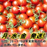 国東産ミニトマト1.2kg※嬉しい小分けタイプ