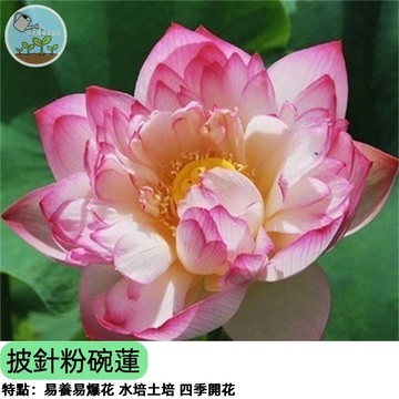 【陽台蓮花】披針粉碗蓮荷花種子 微型荷花 重瓣粉花 不佔空間 開花不斷 水生植物 蓮子種植 超好種 室內盆栽 陽台花園