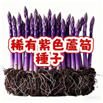 稀有紫色蘆筍種子 紫玉蘆筍 紫色蔬菜種子 盆栽 庭院 陽臺 可食用 觀賞 自家種植 新鮮採種 高發芽率 季節限定